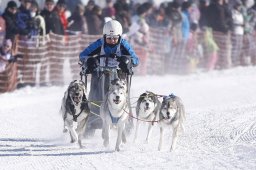 Lenk 2013